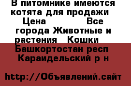 В питомнике имеются котята для продажи › Цена ­ 30 000 - Все города Животные и растения » Кошки   . Башкортостан респ.,Караидельский р-н